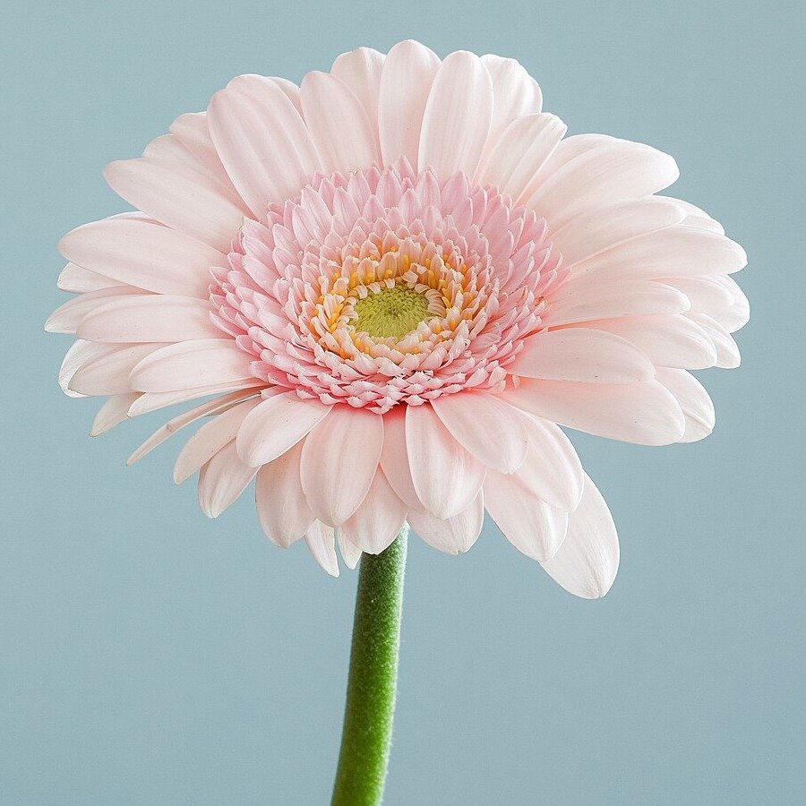 Close-up of a pink gerbera — move your cursor to sample its colors